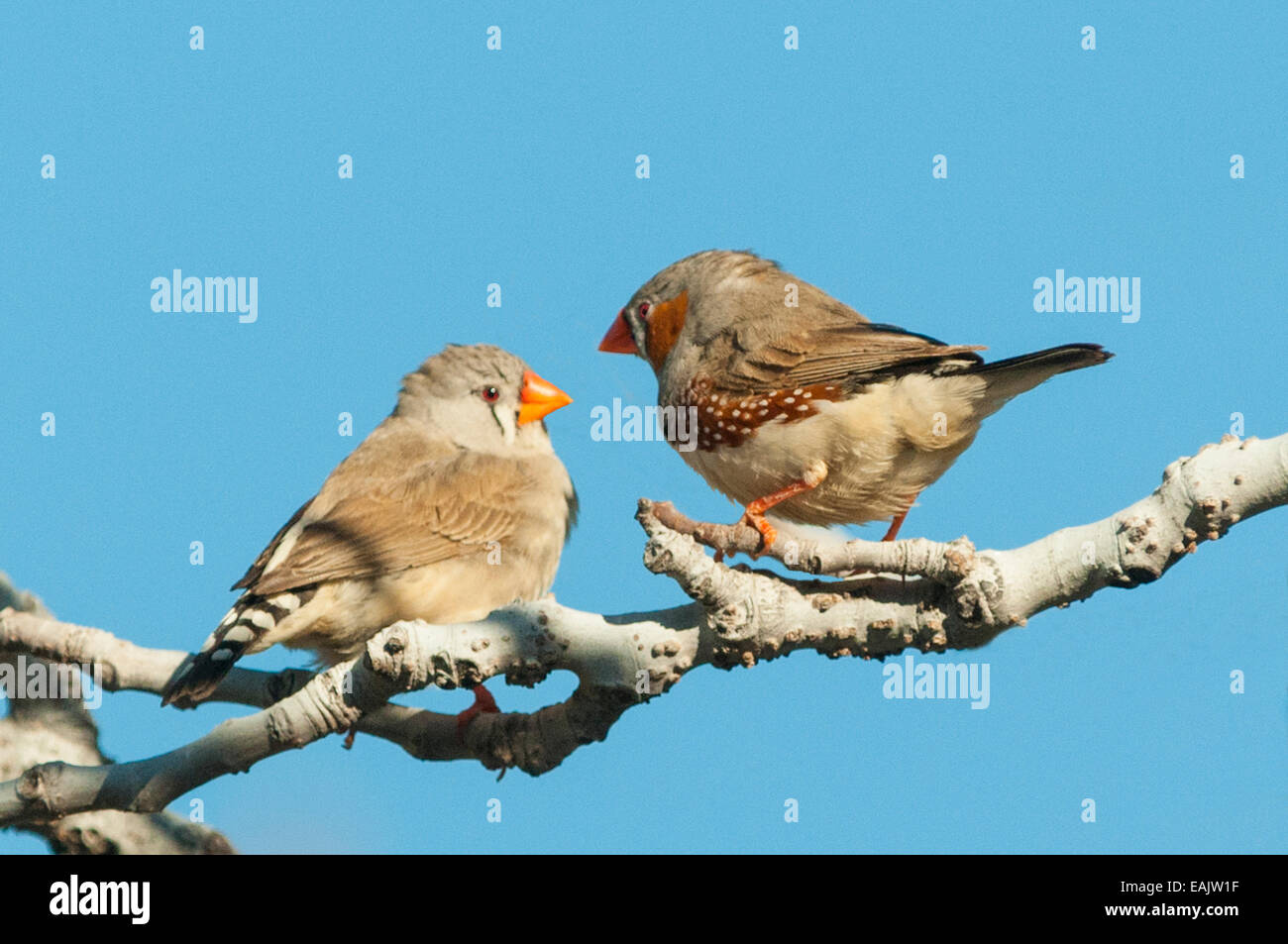 Zebra finches hires stock photography and images Alamy
