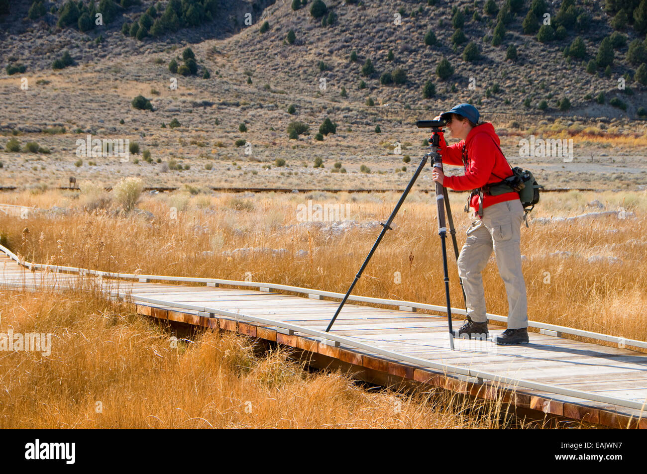 Birding from David Gaines Memorial Boardwalk at Old Marina, Mono Basin