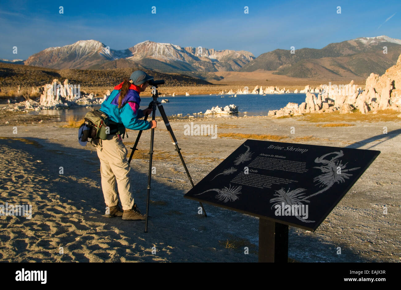 Birding at South Tufa with interpretive board, Mono Basin National