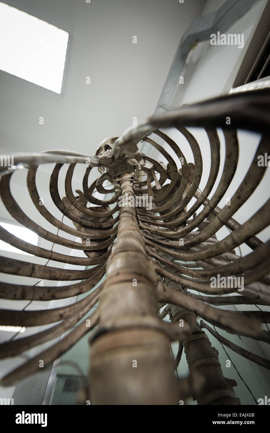Real human skeleton, Asian ethnicity. Stock Photo