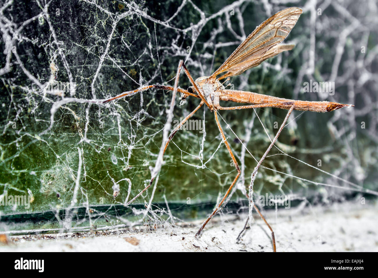 A large Crane Fly (family Tipulidae) Caught in a Web on a Window Stock Photo