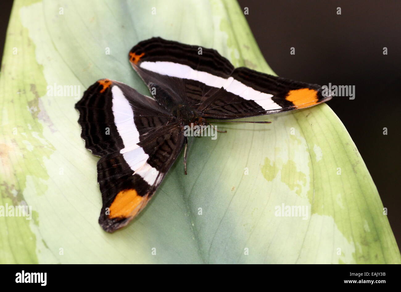 Band-celled Sister or Mexican Sister Butterfly (Adelpha fessonia ...