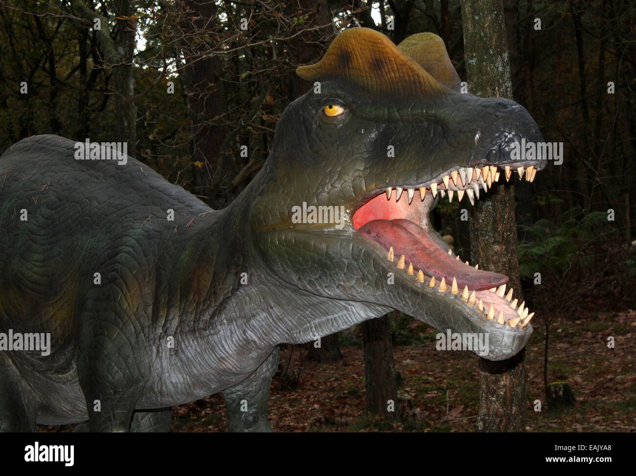 Model of a Dilophosaurus from the Jurassic era. Full-size and lifelike dino statue at  Dinopark Amersfoort Zoo, The Netherlands. Stock Photo