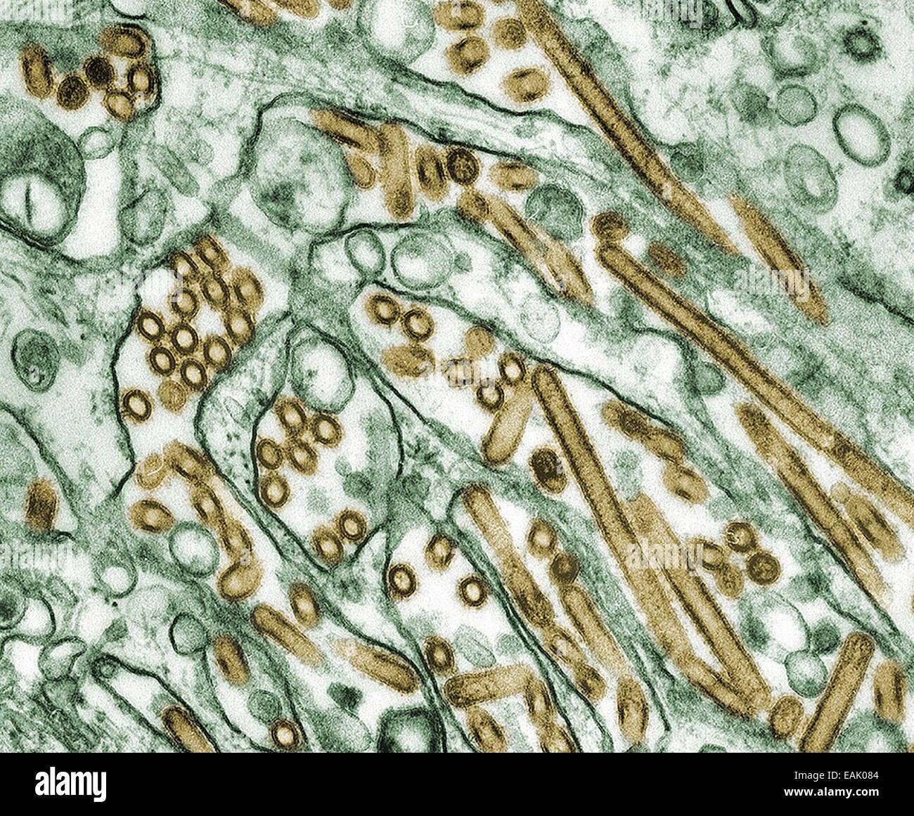 Colorized transmission electron micrograph of Avian influenza A H5N1 viruses. Content Providers: CDC/ Courtesy of Cynthia Goldsm Stock Photo