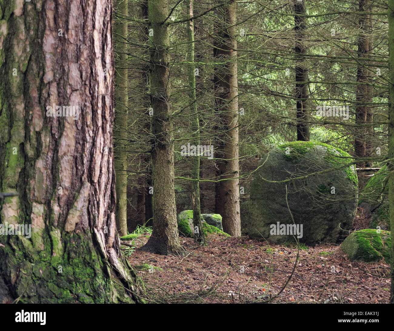 boulder covered moss in forest Stock Photo
