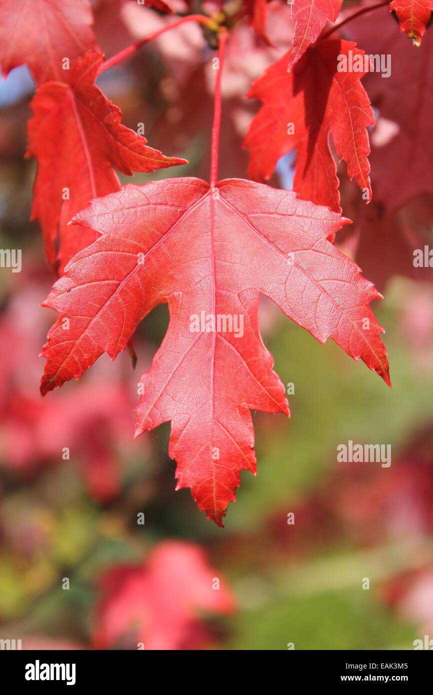 Brilliant red maple leaf at Hillier's Gardens Stock Photo