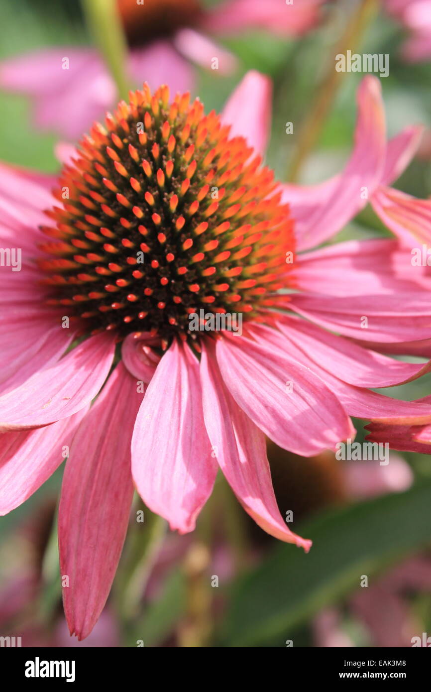 Bright pink flower head Stock Photo