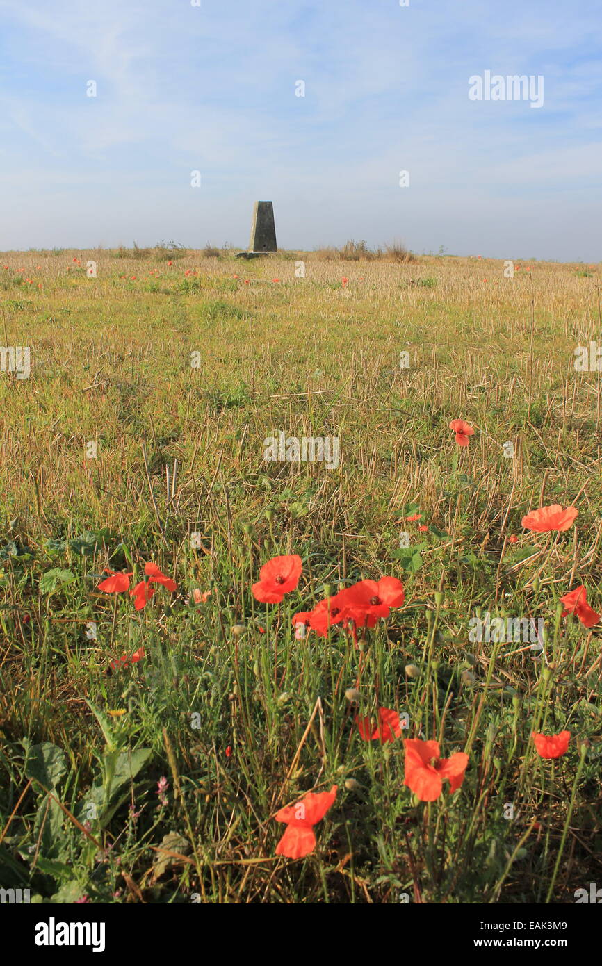 Trig point and poppies on Watership Down, Hampshire, England, UK Stock Photo
