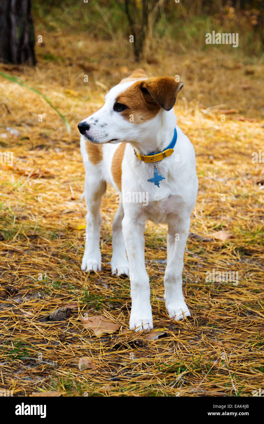 should i get a istrian shorthaired hound