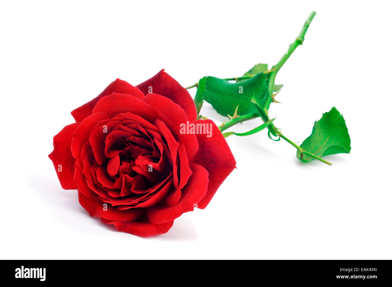 closeup of a beautiful red rose on a white background Stock Photo - Alamy
