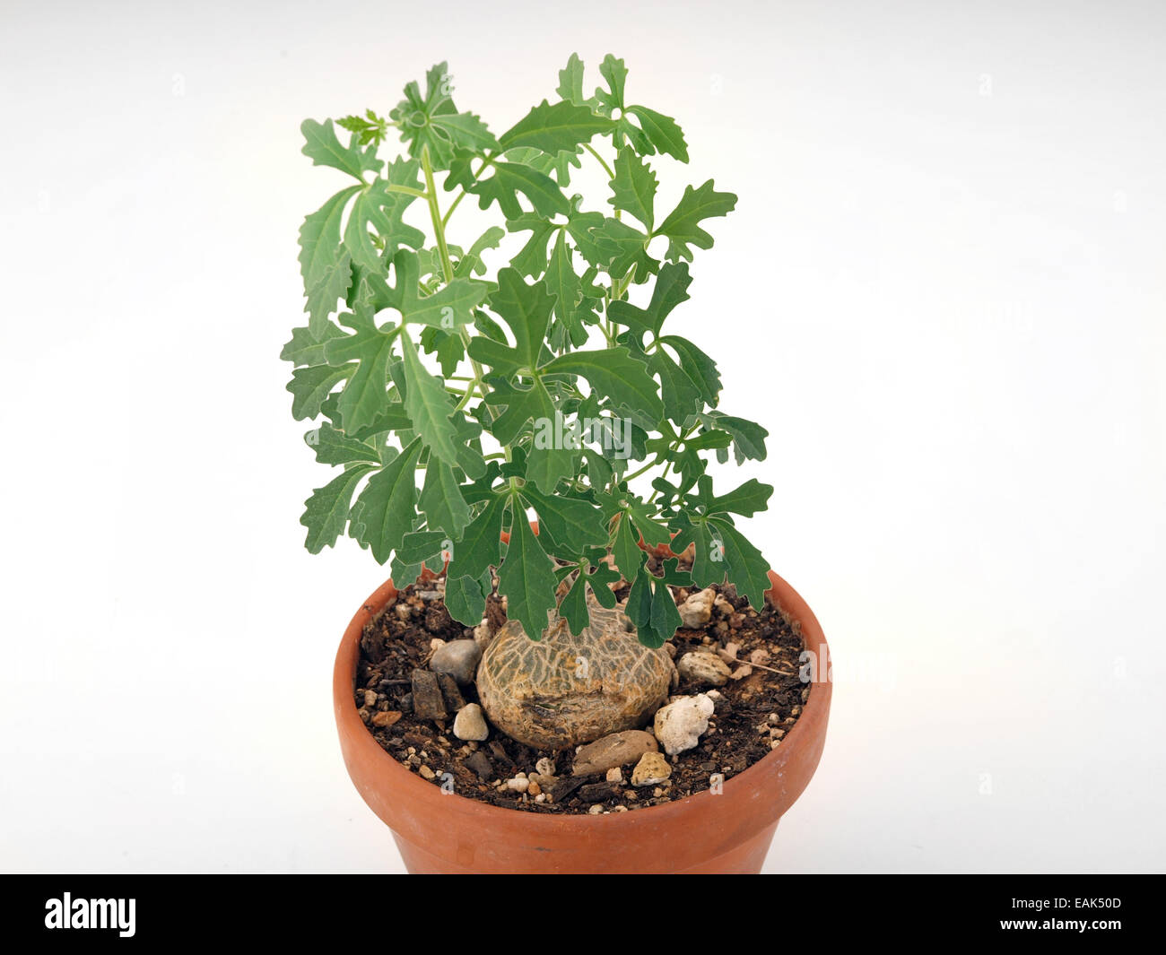 Potted caudiciform plant Stock Photo