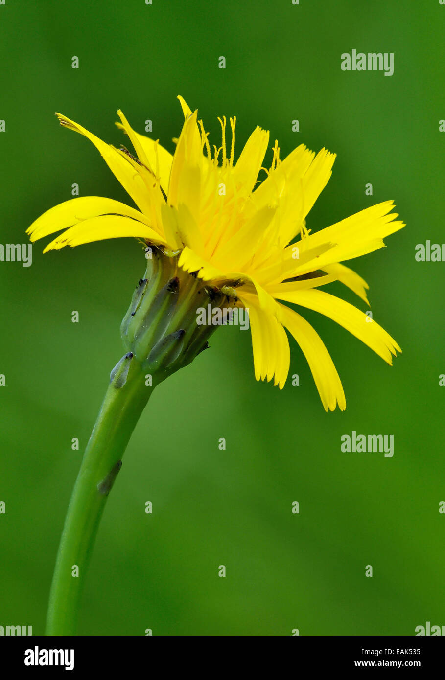 Common Cat's-ear - Hypochaeris radicata Yellow Composite flower Stock Photo