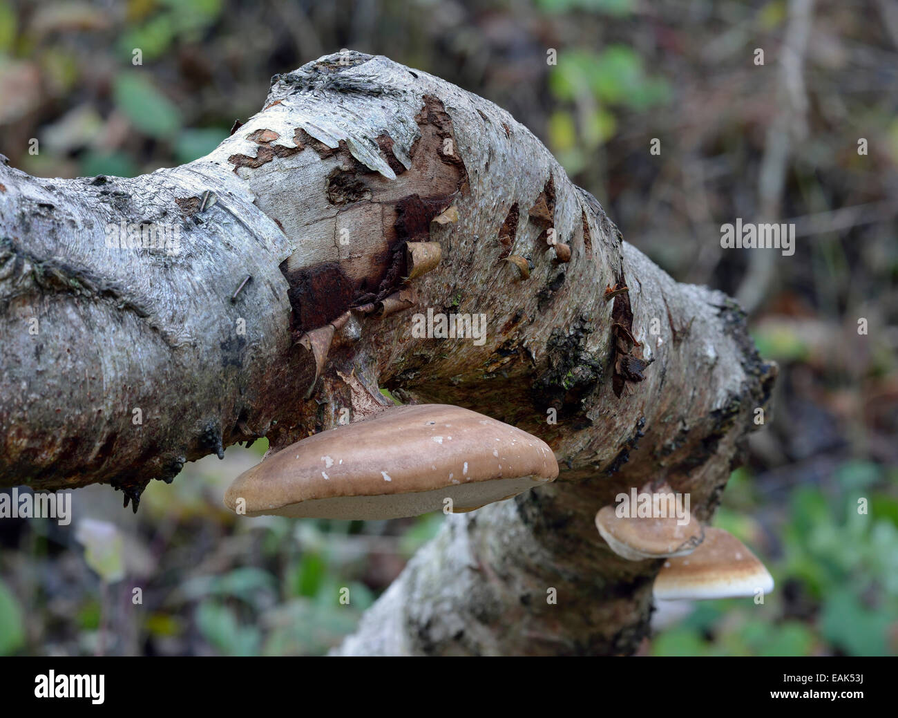 Birch Polypore Bracket Fungi - Piptoporus betulinus On fallen Birch tree Stock Photo
