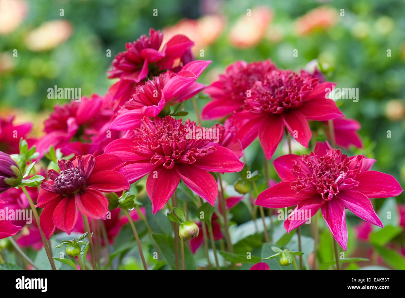 Dahlia 'Purpinca'  flowers in an herbaceous border. Stock Photo