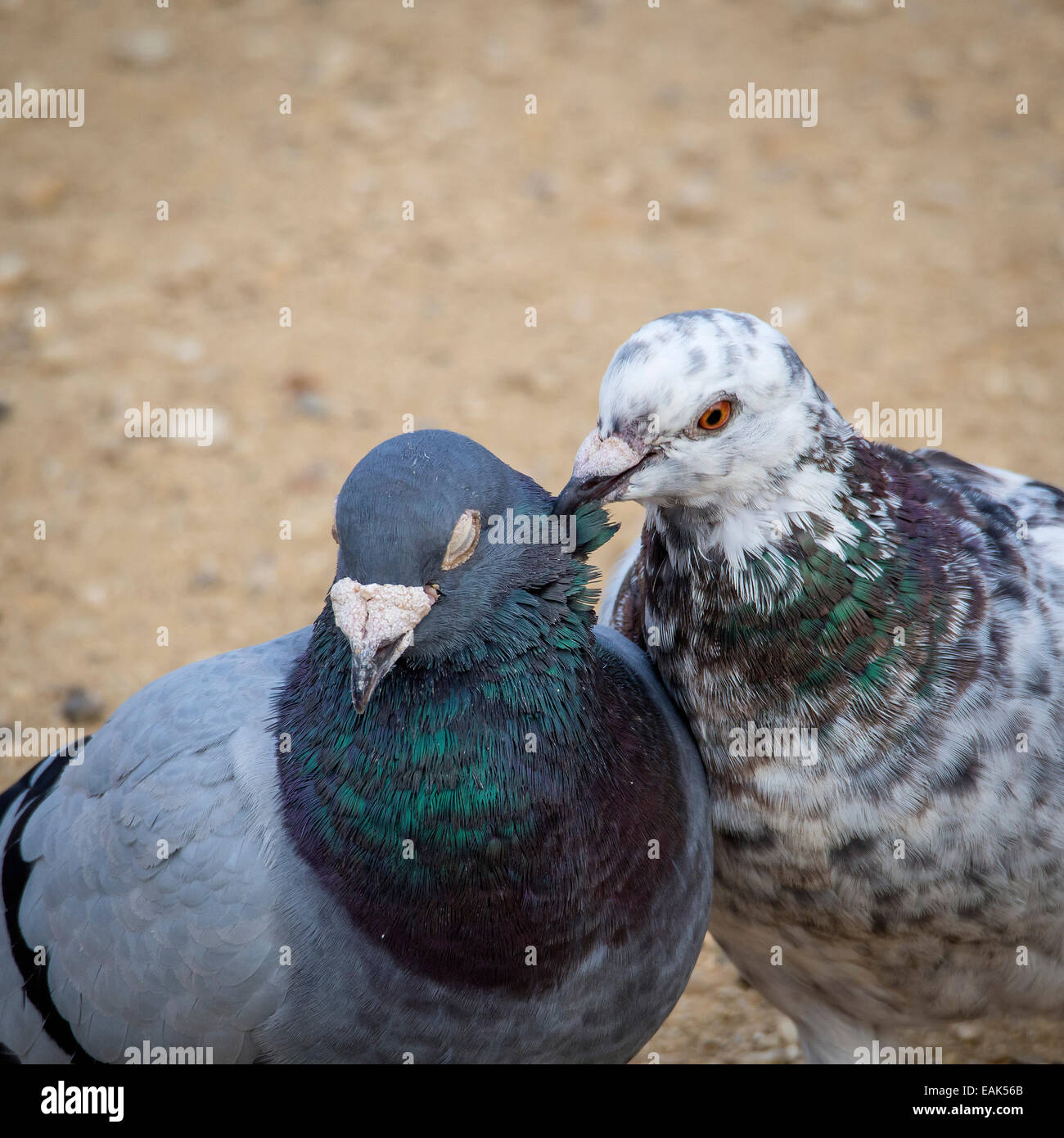 Two Feral Pigeons Preening in Courtship Behavior, UK Stock Photo Alamy