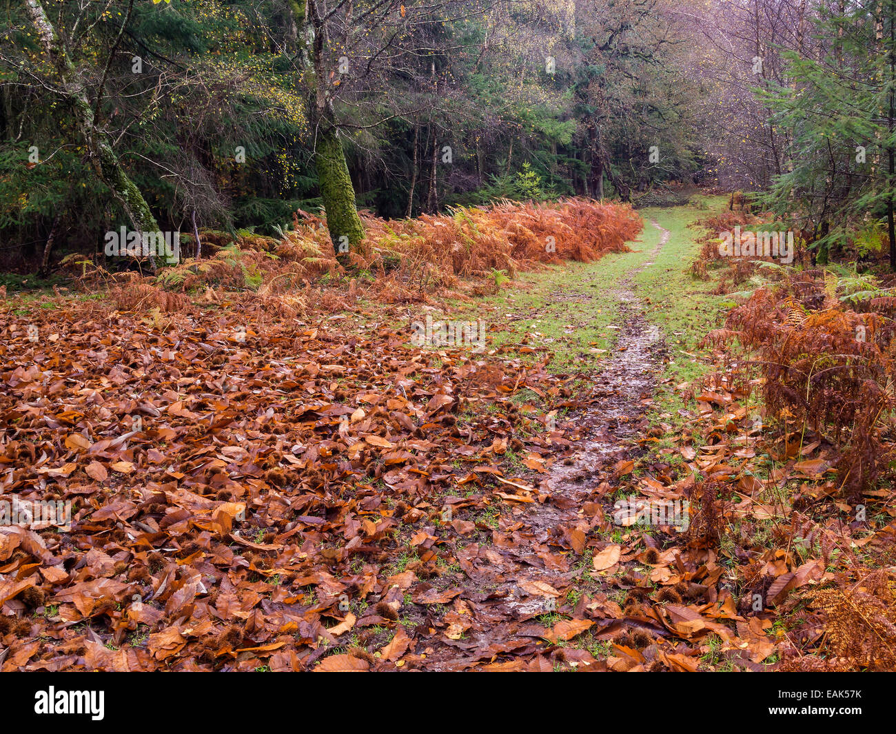 New Forest National Park in Autumn, Hampshire, England, UK Stock Photo