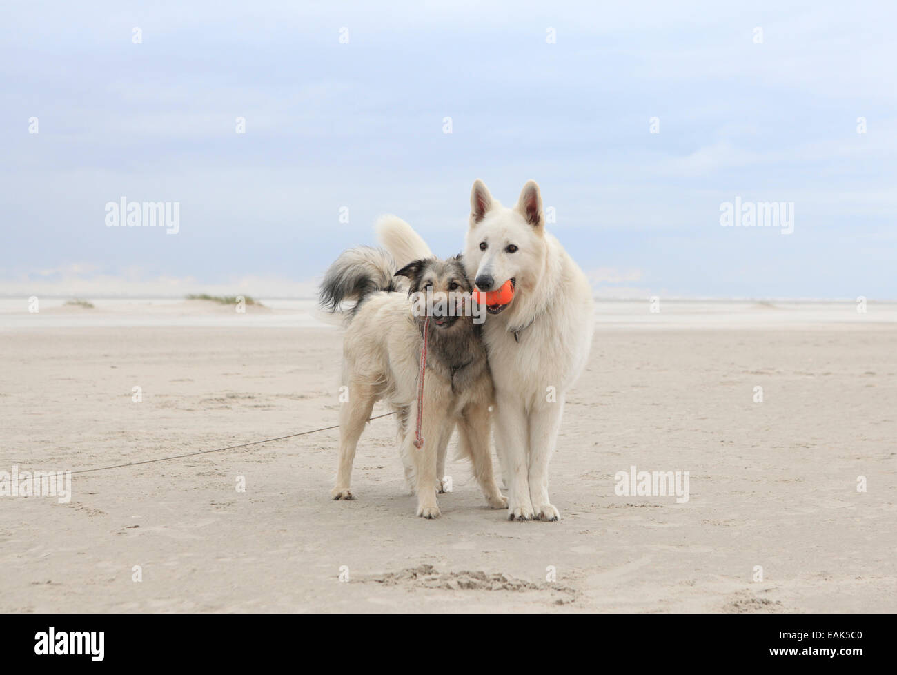 Two dogs playing on the sandy beach with a ball Stock Photo - Alamy