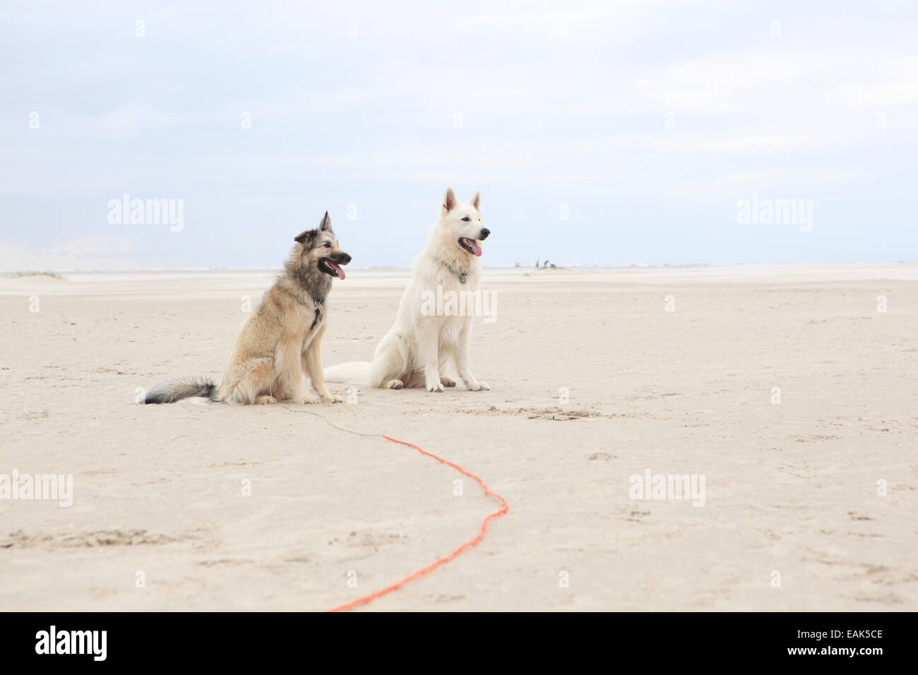 Two dogs playing on the sandy beach with a ball Stock Photo - Alamy