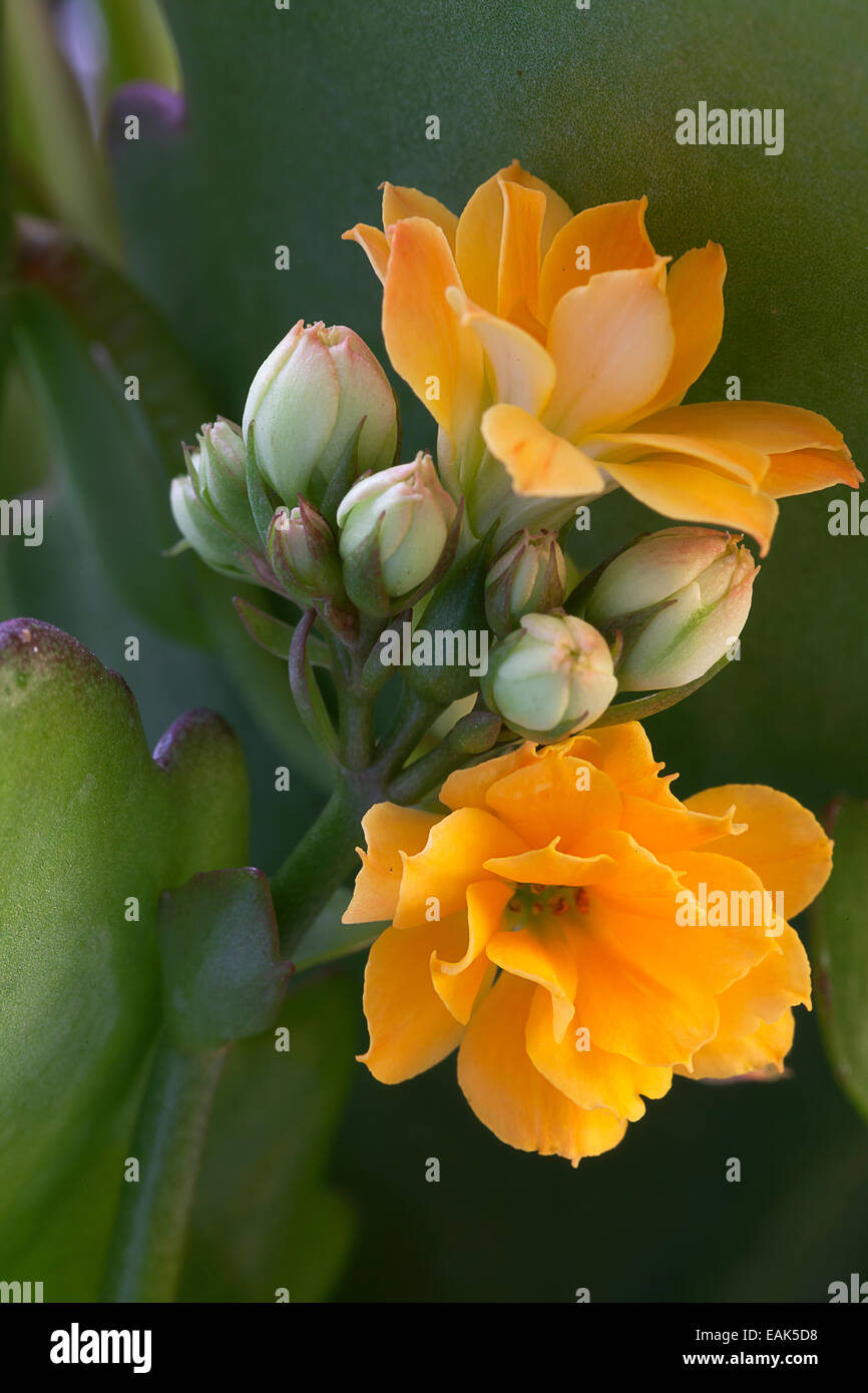 Yellow Kalanchoe flowers Stock Photo Alamy