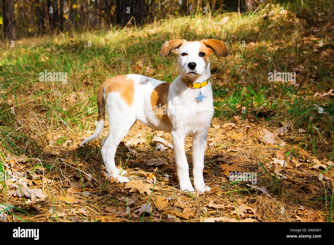 Istrian shorthaired clearance hound
