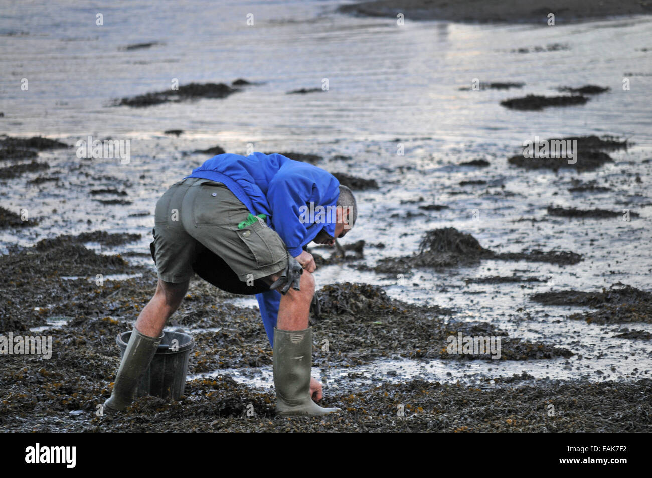 A man collects bait from the foreshore Stock Photo