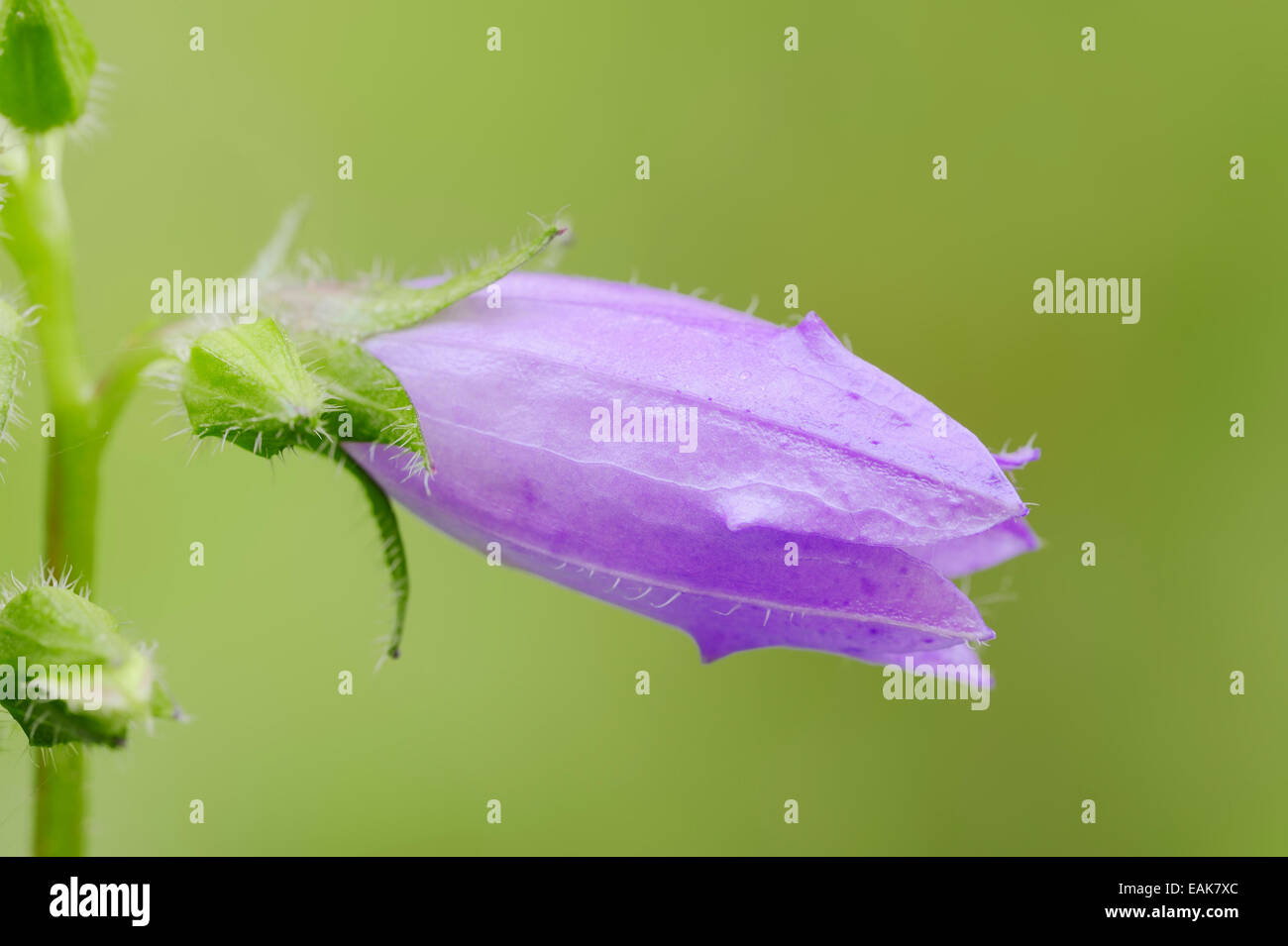 Nettle-leaved Bellflower (Campanula trachelium), flower, North Rhine-Westphalia, Germany Stock Photo