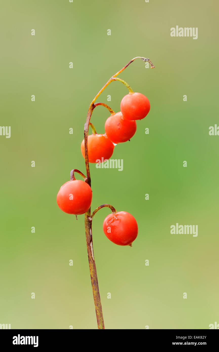 Lily of the valley berries hires stock photography and images Alamy