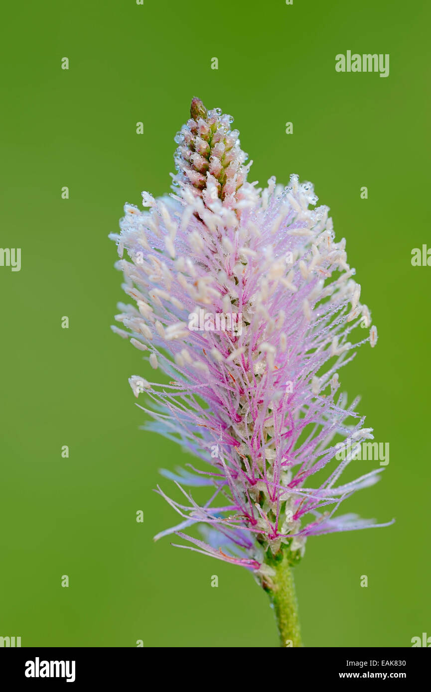 Hoary Plantain (Plantago media), flowering, Bavaria, Germany Stock Photo