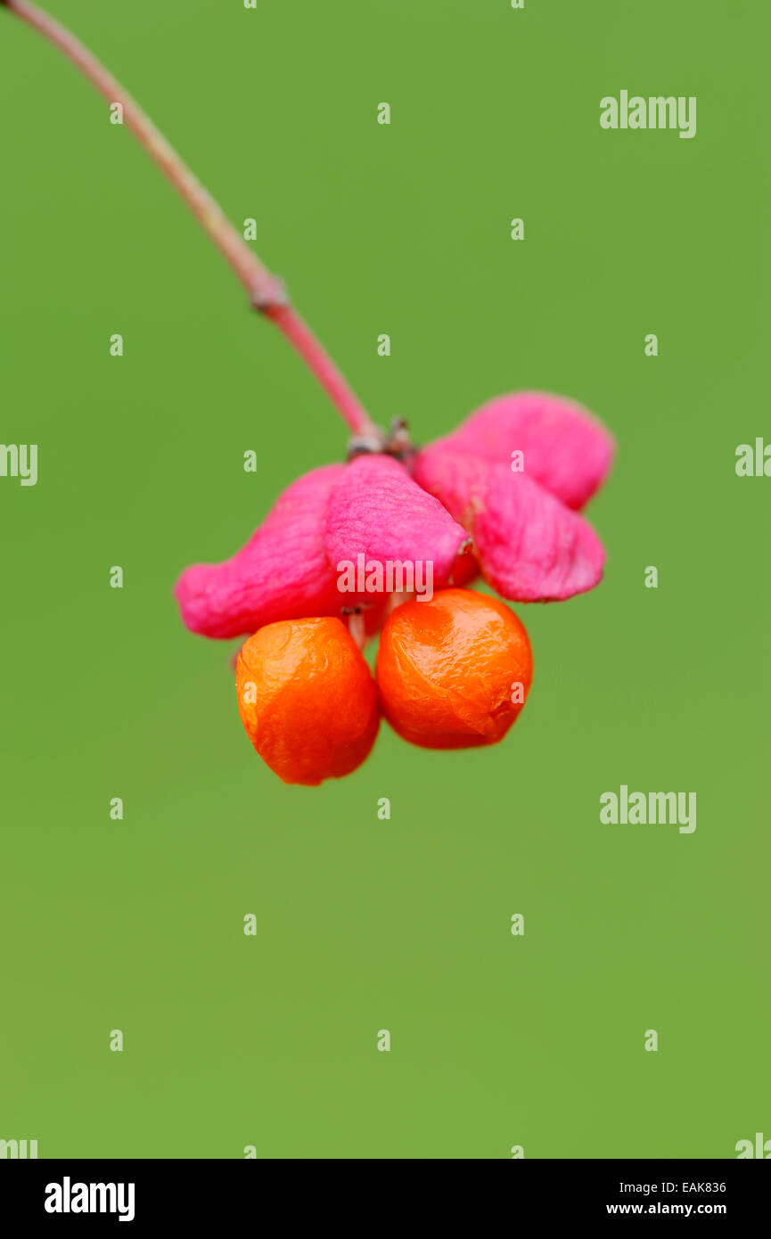 European Spindle or Common Spindle (Euonymus europaeus, Euonymus