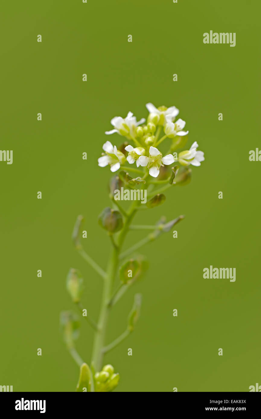 Shepherd's Purse (Capsella bursapastoris), North RhineWestphalia, Germany Stock Photo Alamy