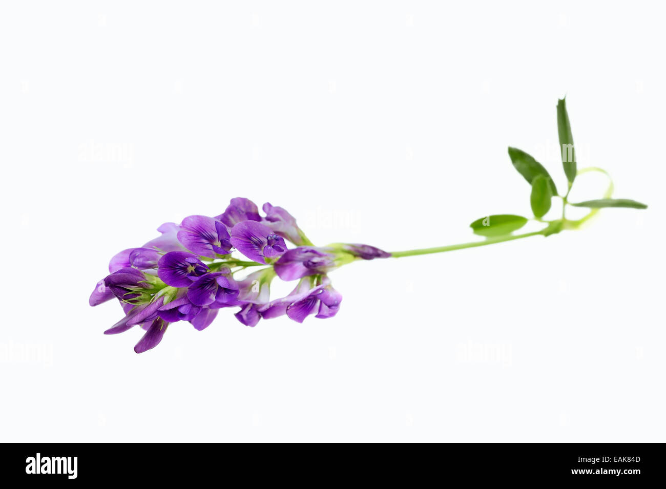 Alfalfa or Lucerne (Medicago sativa) Stock Photo