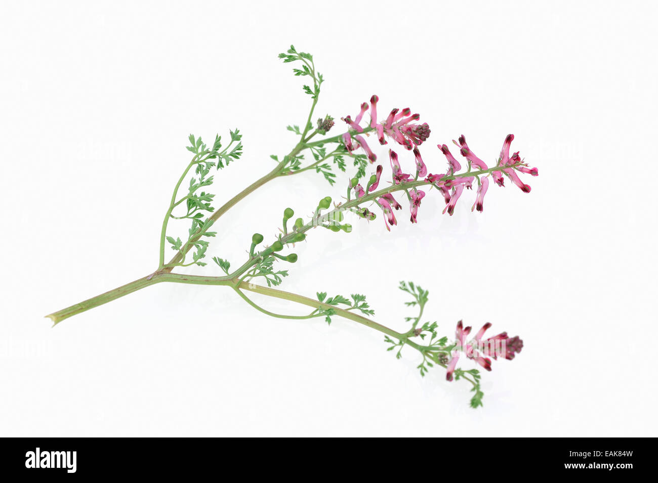 Common Fumitory or Earth Smoke (fumaria officinalis), flowers Stock Photo