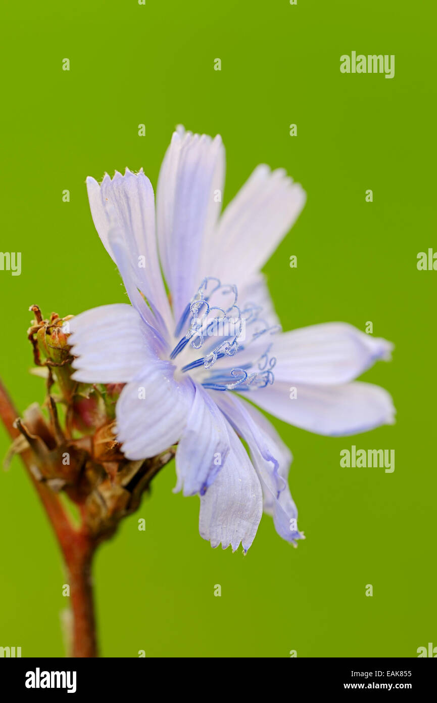 Common Chicory Hi-res Stock Photography And Images - Alamy