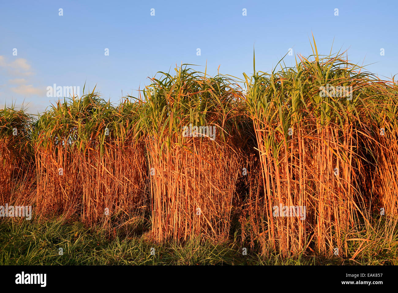 Giant Chinese Silver Grass (Miscanthus floridulus), North Rhine-Westphalia, Germany Stock Photo