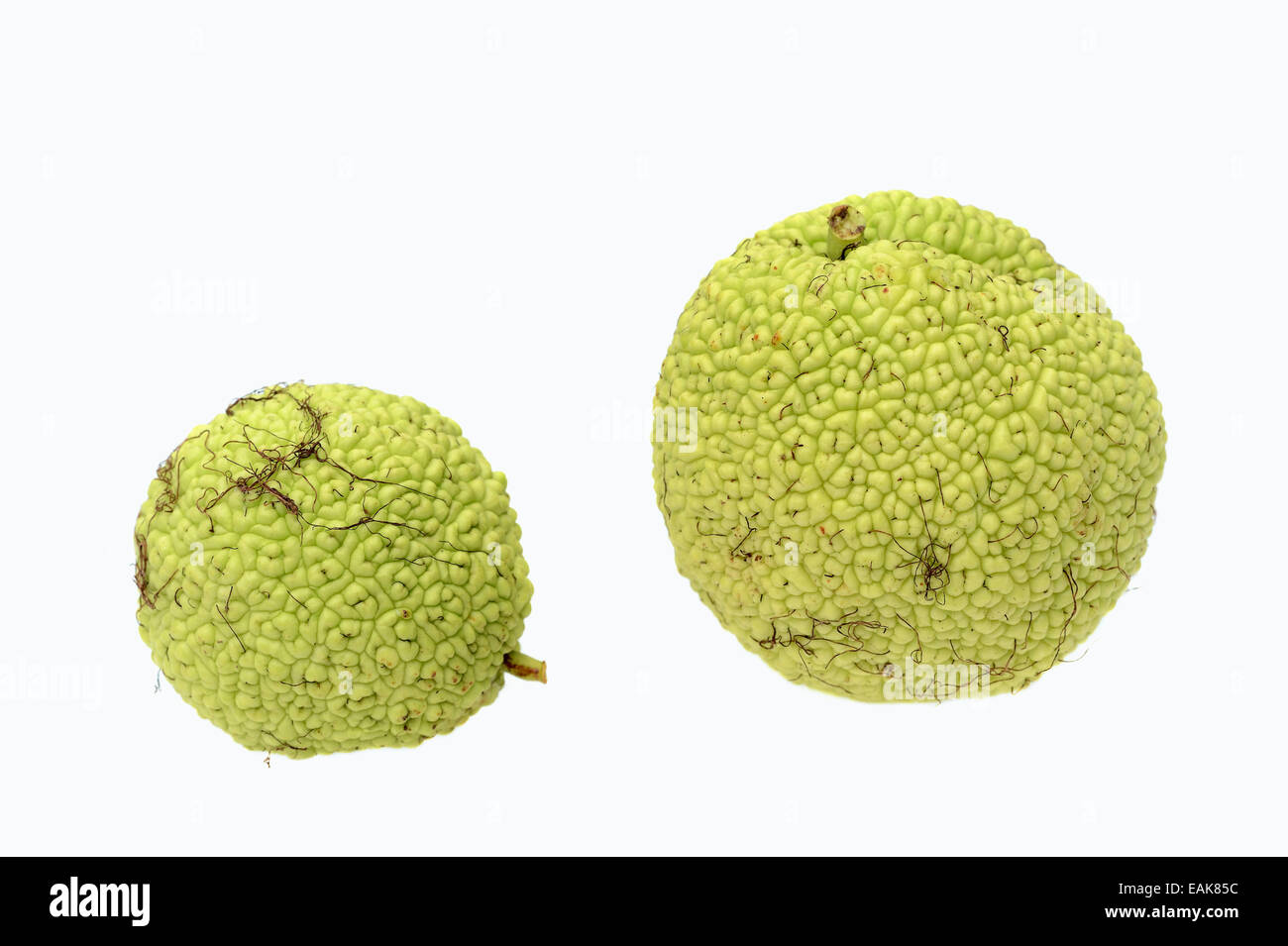 Osage Orange, Hedge Apple, Bodark or Bodock (Maclura pomifera), fruits, native to the southern U.S. Stock Photo