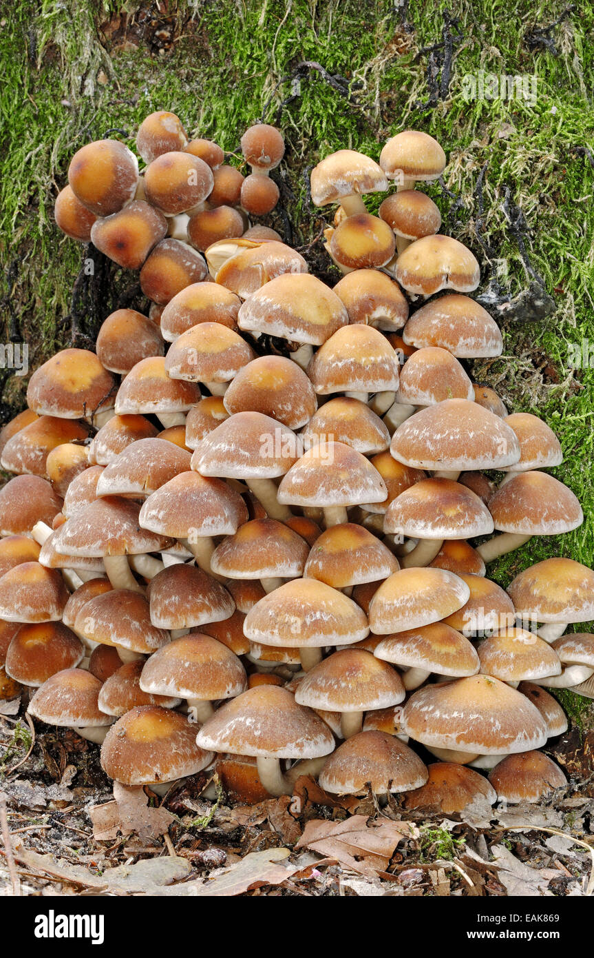 Brick Cap or Brick Tuft Mushroom (Hypholoma sublateritium), Gelderland, The Netherlands Stock Photo