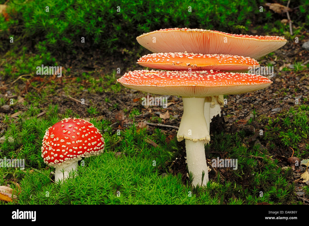 Fly Agaric Mushrooms (Amanita muscaria), North Rhine-Westphalia, Germany Stock Photo