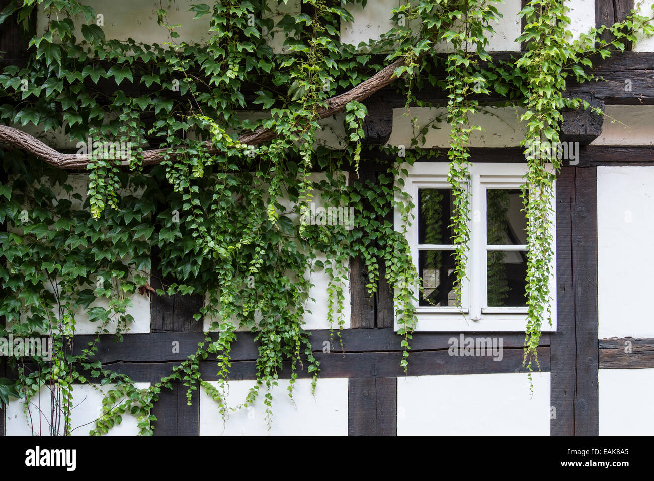 Half-timbered house overgrown with ivy, Wernigerode, Saxony-Anhalt, Germany Stock Photo