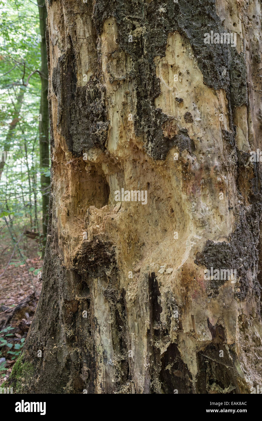 Woodpecker marks on a tree, Harz National Park, Thale, Saxony-Anhalt