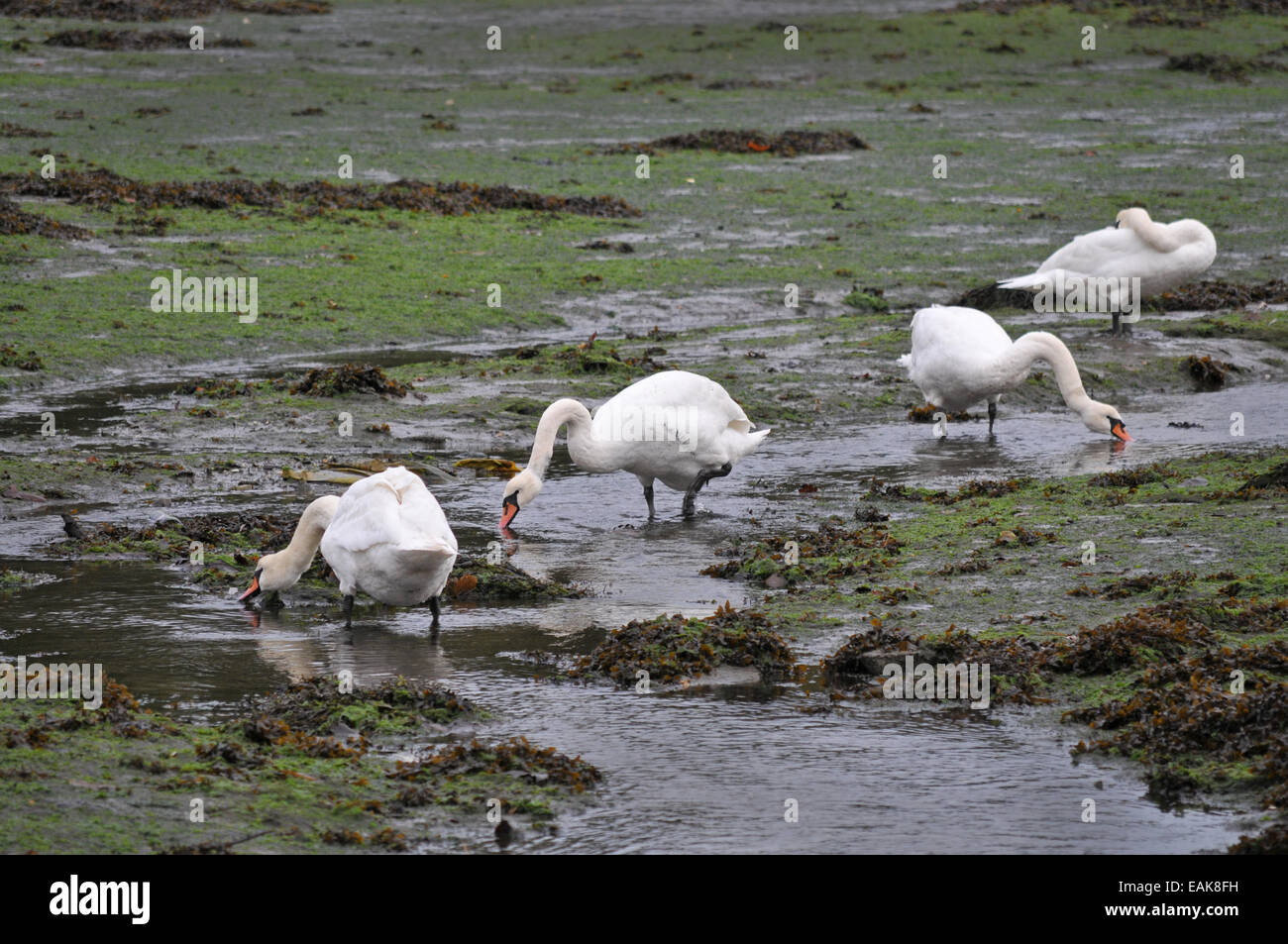 Swans feeding at low tide on a tidal estuary Stock Photo