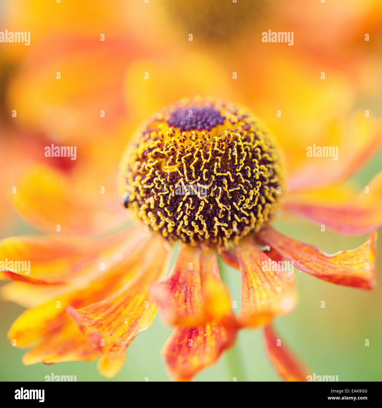 Tranquil summer nature scene, close up of flower in garden Stock Photo