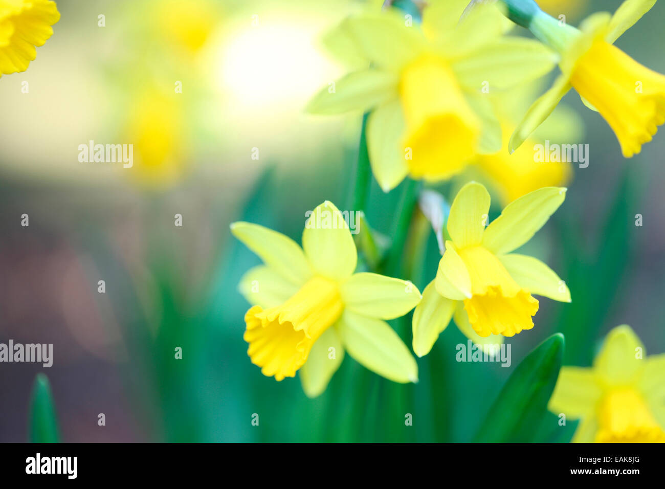 Easter daffodils hires stock photography and images Alamy