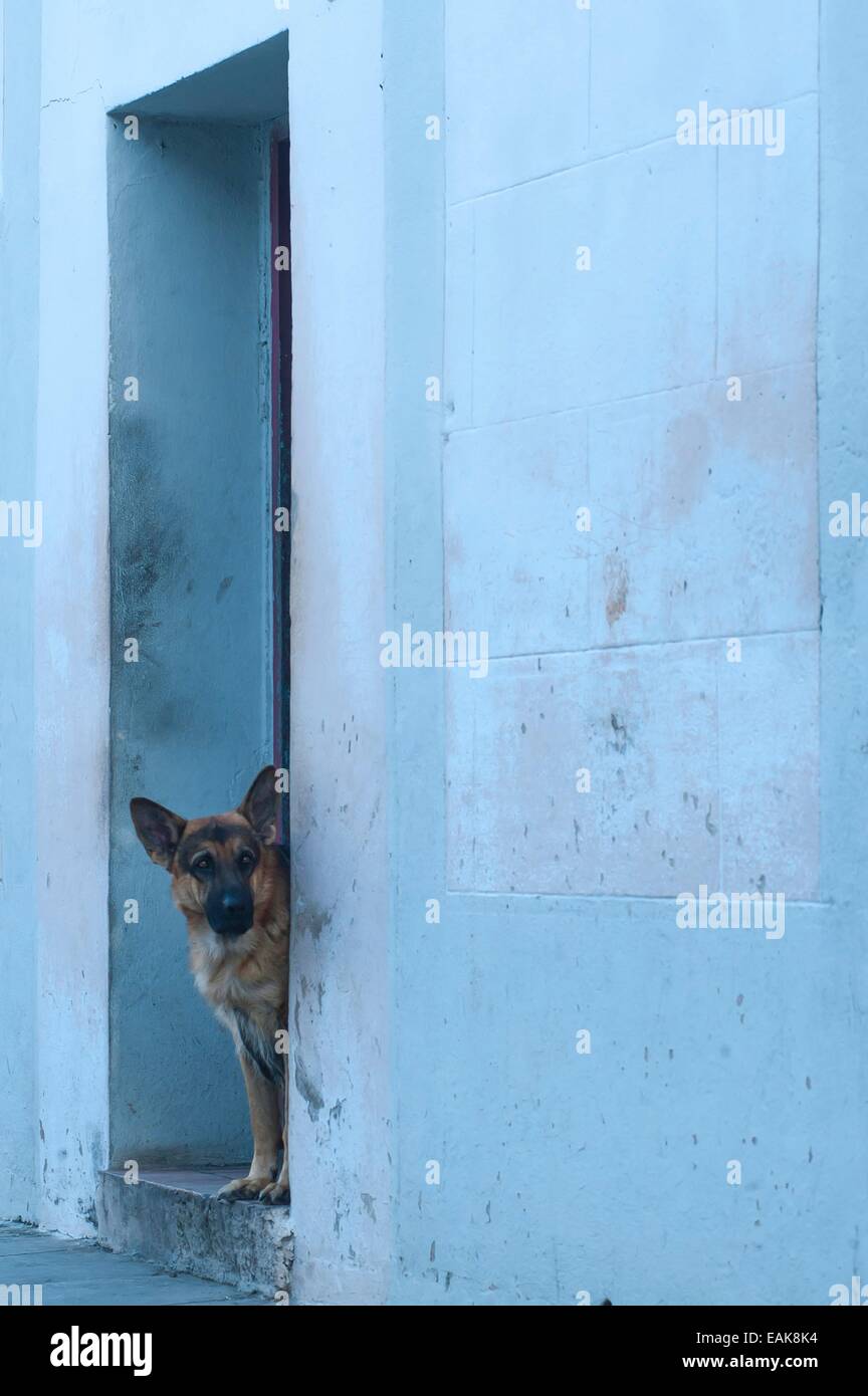 German Shepherd, guard dog looking out of a door, Gibara, Holguín Province, Cuba Stock Photo