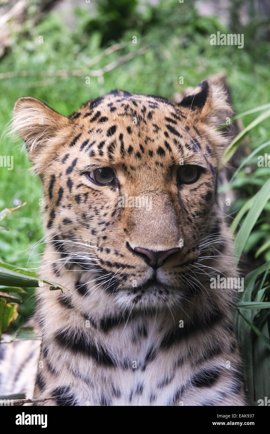 Jaguar big cat animal hi-res stock photography and images - Alamy