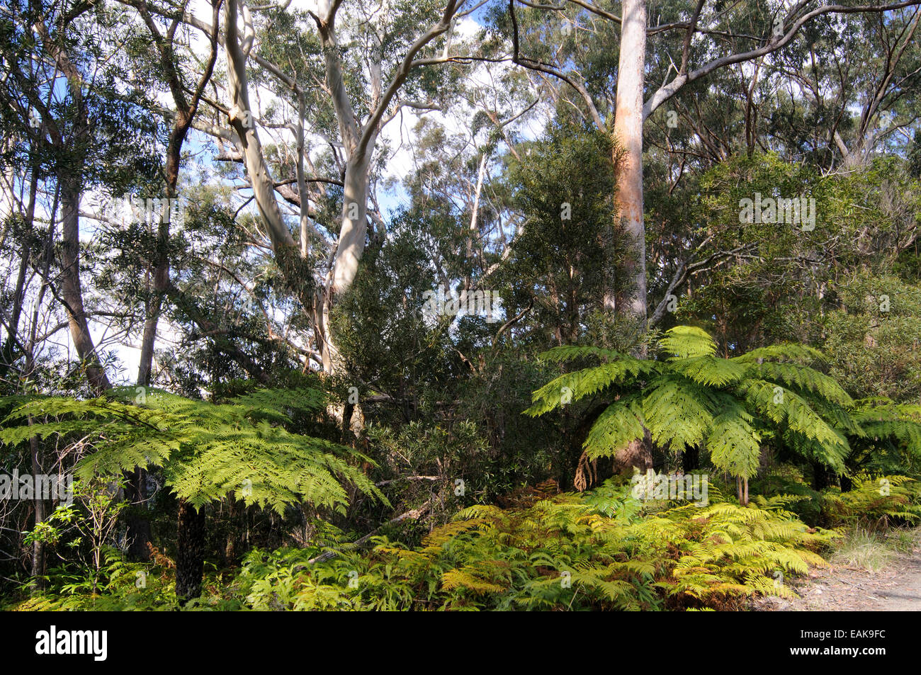 Soft Tree Ferns or Man Ferns (Dicksonia antarctica), Springbrook National Park, Queensland, Australia Stock Photo