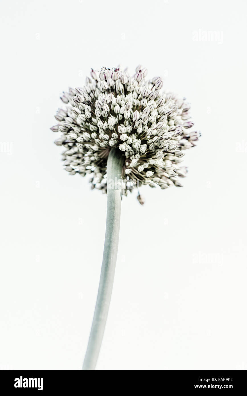 Tranquil summer nature scene, close up low angle view of flower in garden. Stock Photo