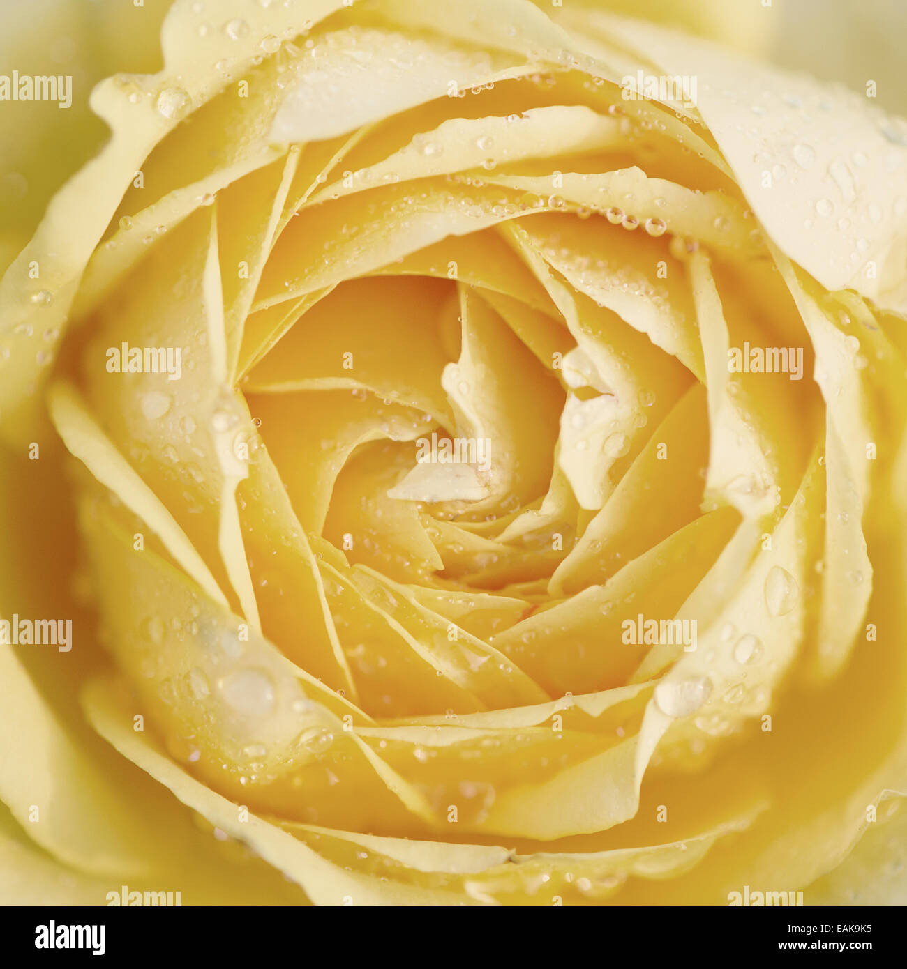 Close up of yellow rose with raindrops in garden Stock Photo