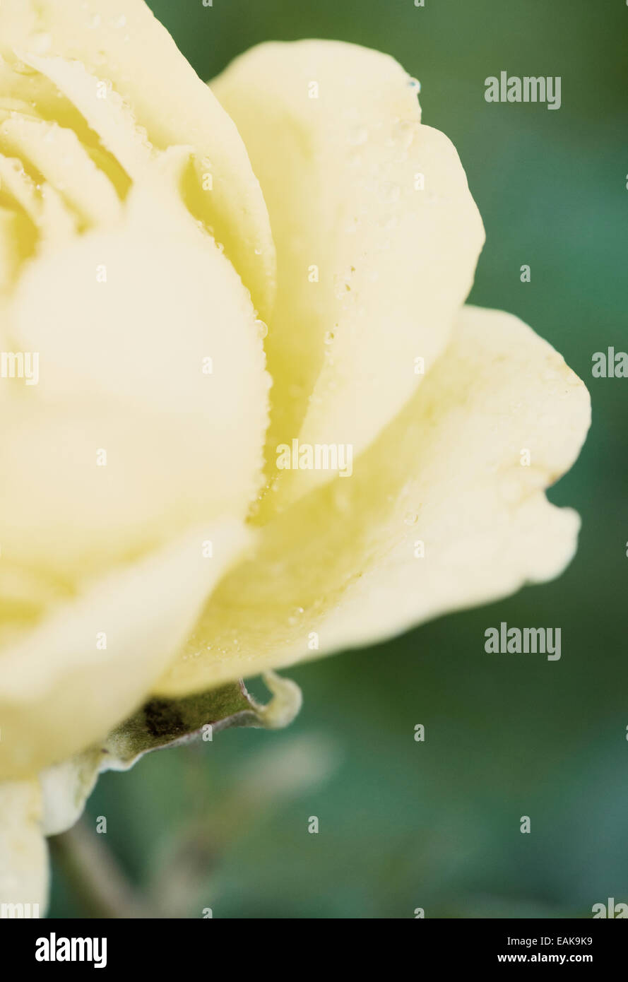 Close up of yellow rose with raindrops in garden Stock Photo
