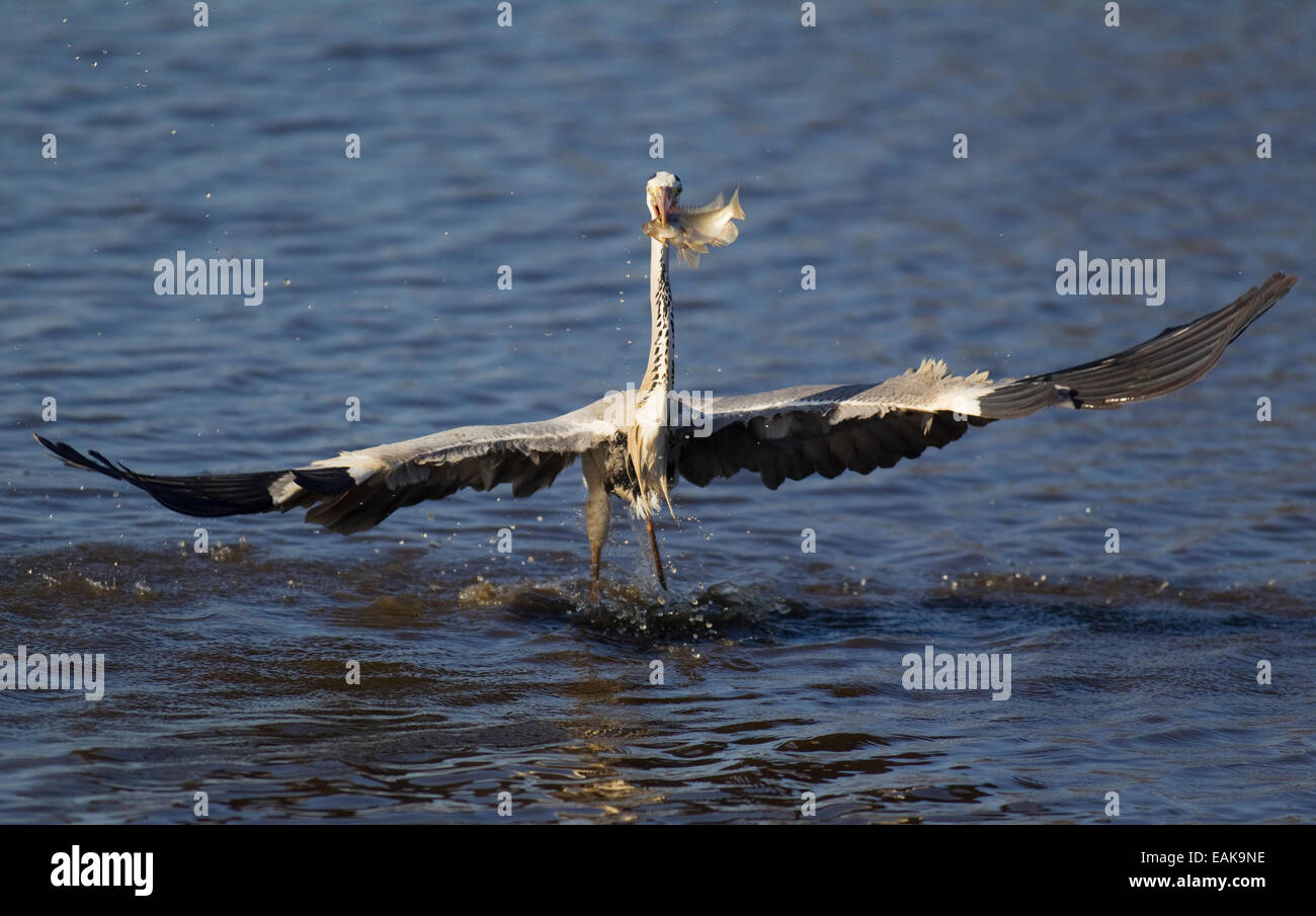 Grey Heron (Ardea cinerea) after successfully catching a fish, in Sunset Dam, Kruger National Park, South Africa Stock Photo