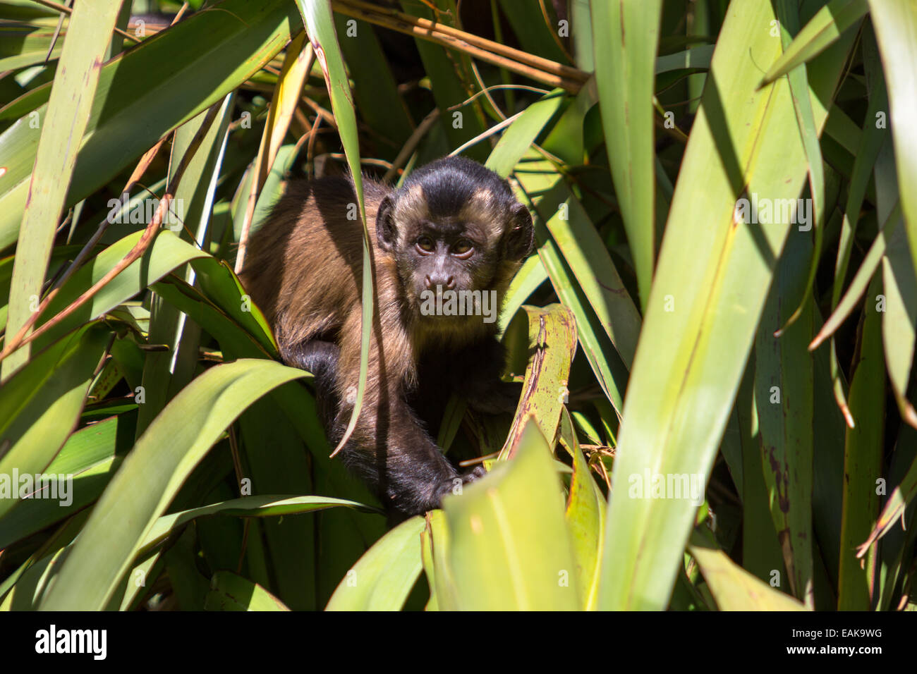 Tufted Capuchin, Black-capped Capuchin or Pin Monkey (Cebus apella), infant sitting in a palm, Northwood, Christchurch Stock Photo